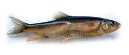 Image of Hill trout