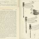 Imagem de Phyllogomphoides appendiculatus (Kirby 1899)