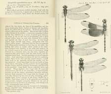 Image of Phyllogomphoides appendiculatus (Kirby 1899)