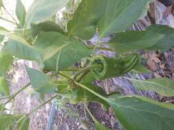 Image of cayenne pepper