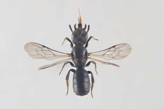 Image of Carpenter bee