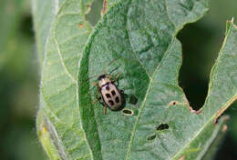 Sivun Cerotoma trifurcata (Forster 1771) kuva