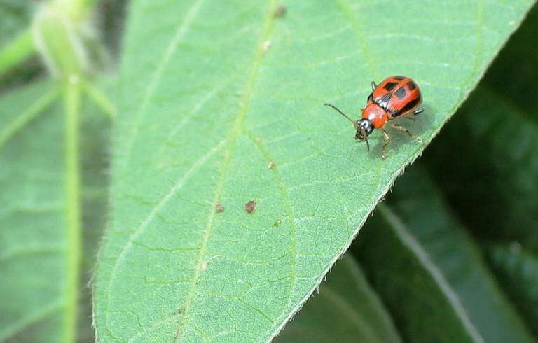 Sivun Cerotoma trifurcata (Forster 1771) kuva