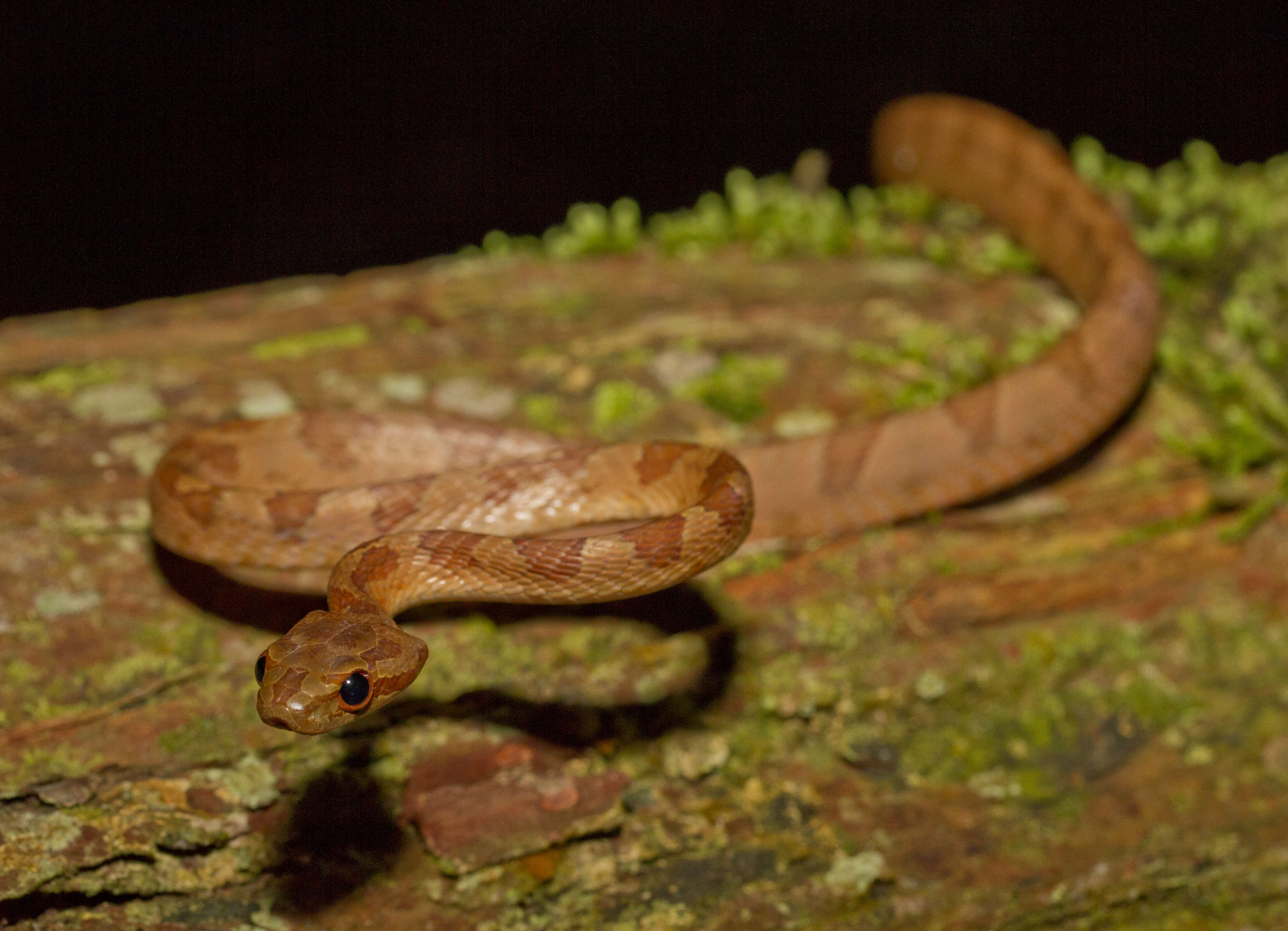 Image of Kelung Cat Snake