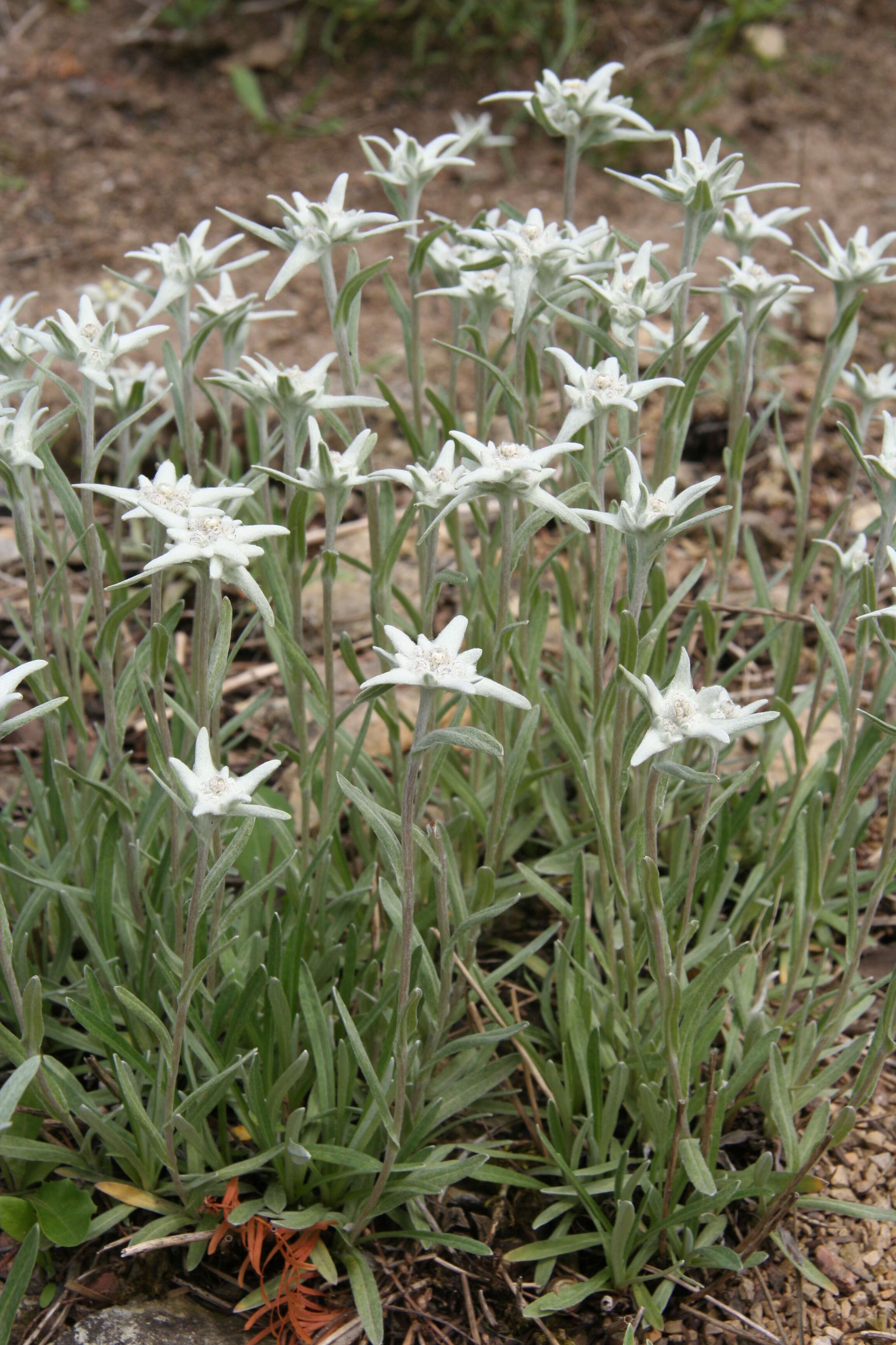 Image of Leontopodium palibinianum Beauv.