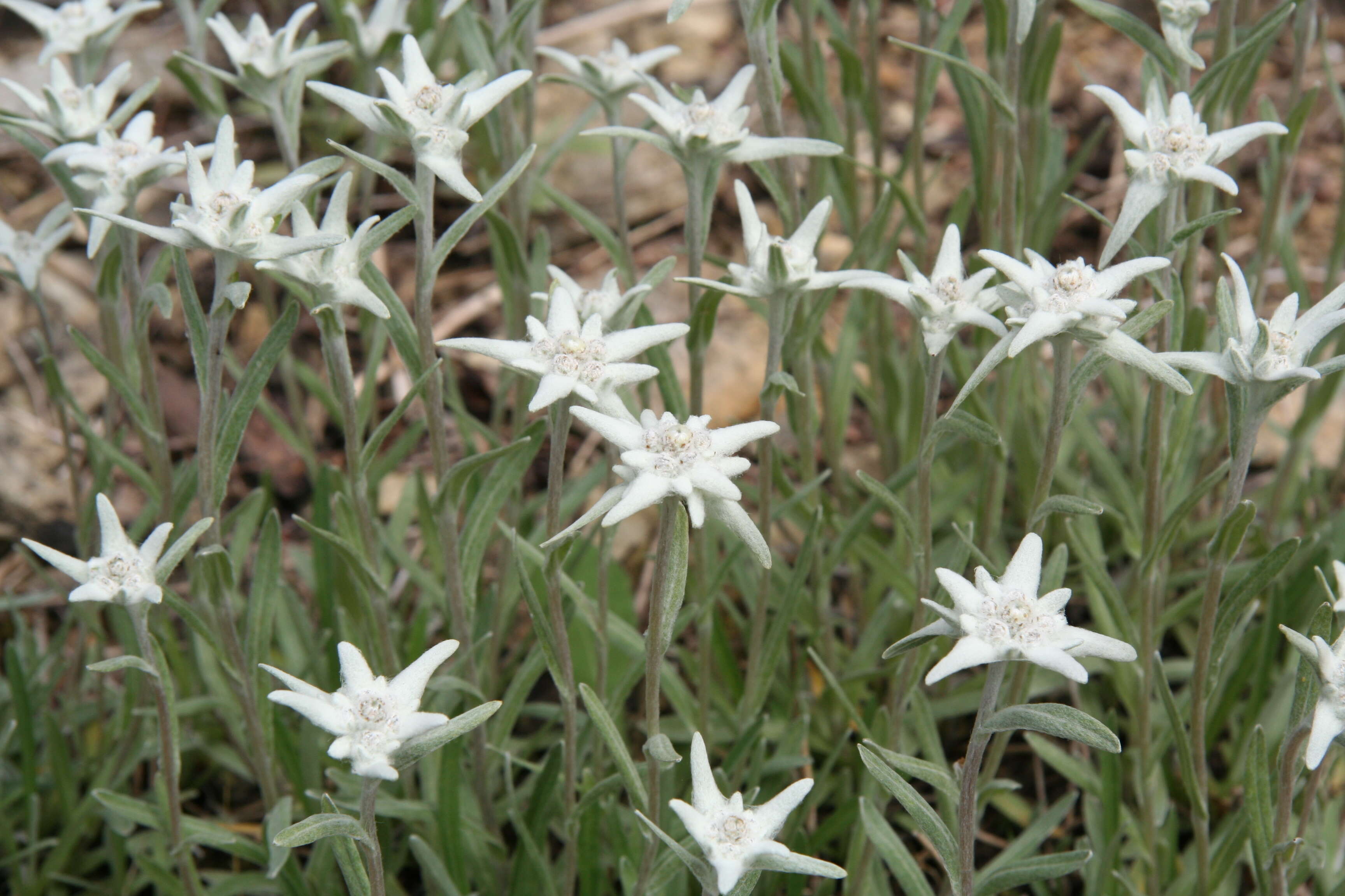 Image of Leontopodium palibinianum Beauv.