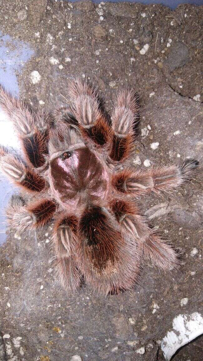 Image of Chilean Rose Tarantula