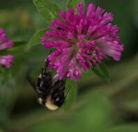 Image of California Bumble Bee