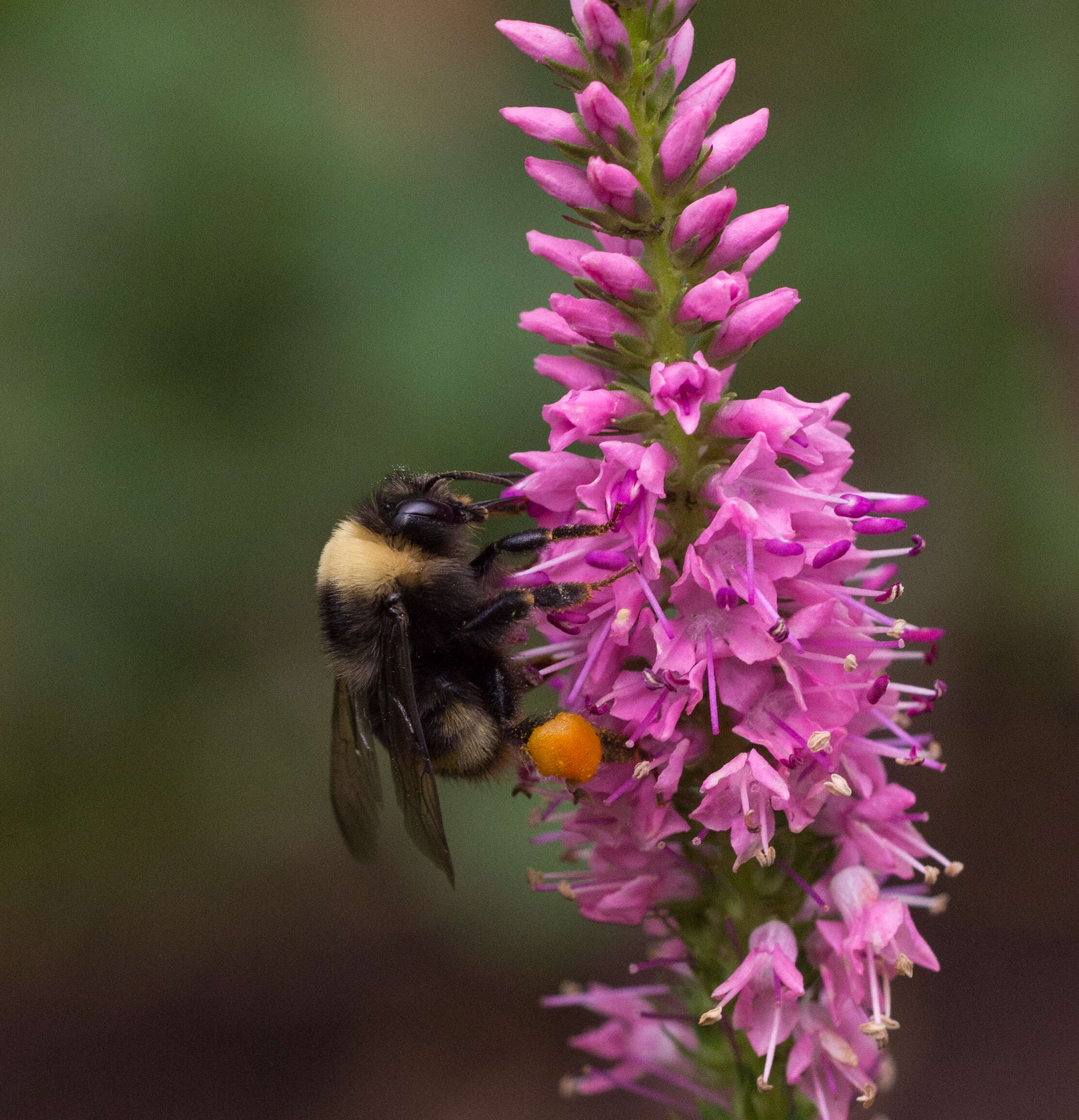 Image of California Bumble Bee