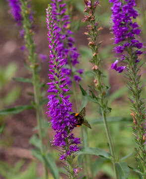 Image of California Bumble Bee