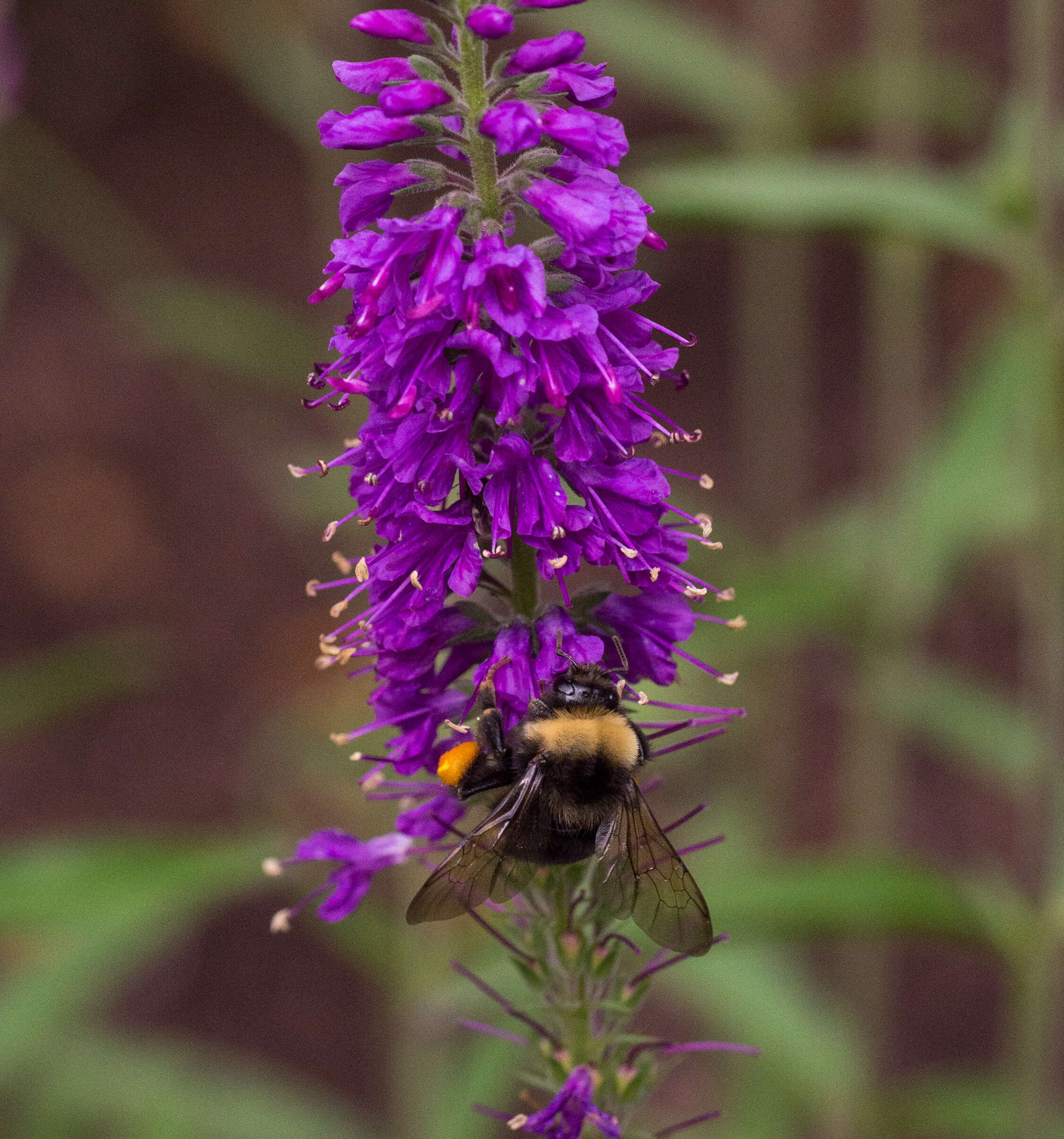 Image of California Bumble Bee