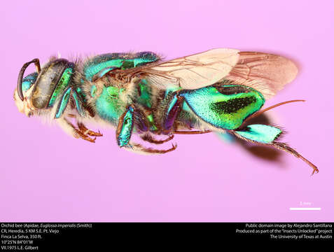 Image of Euglossa imperialis Cockerell 1922