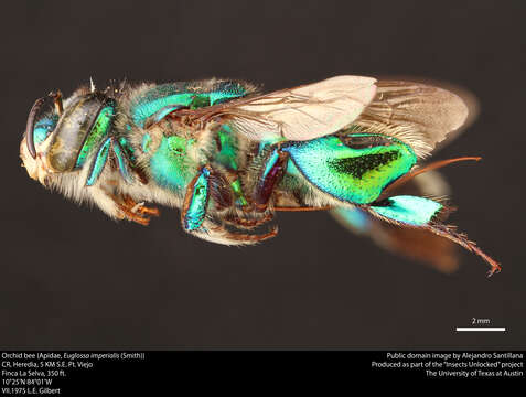 Image de Euglossa imperialis Cockerell 1922