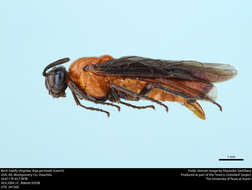 Image of Birch Sawfly
