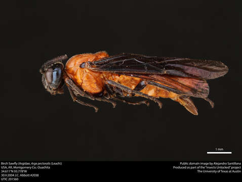 Image of Birch Sawfly