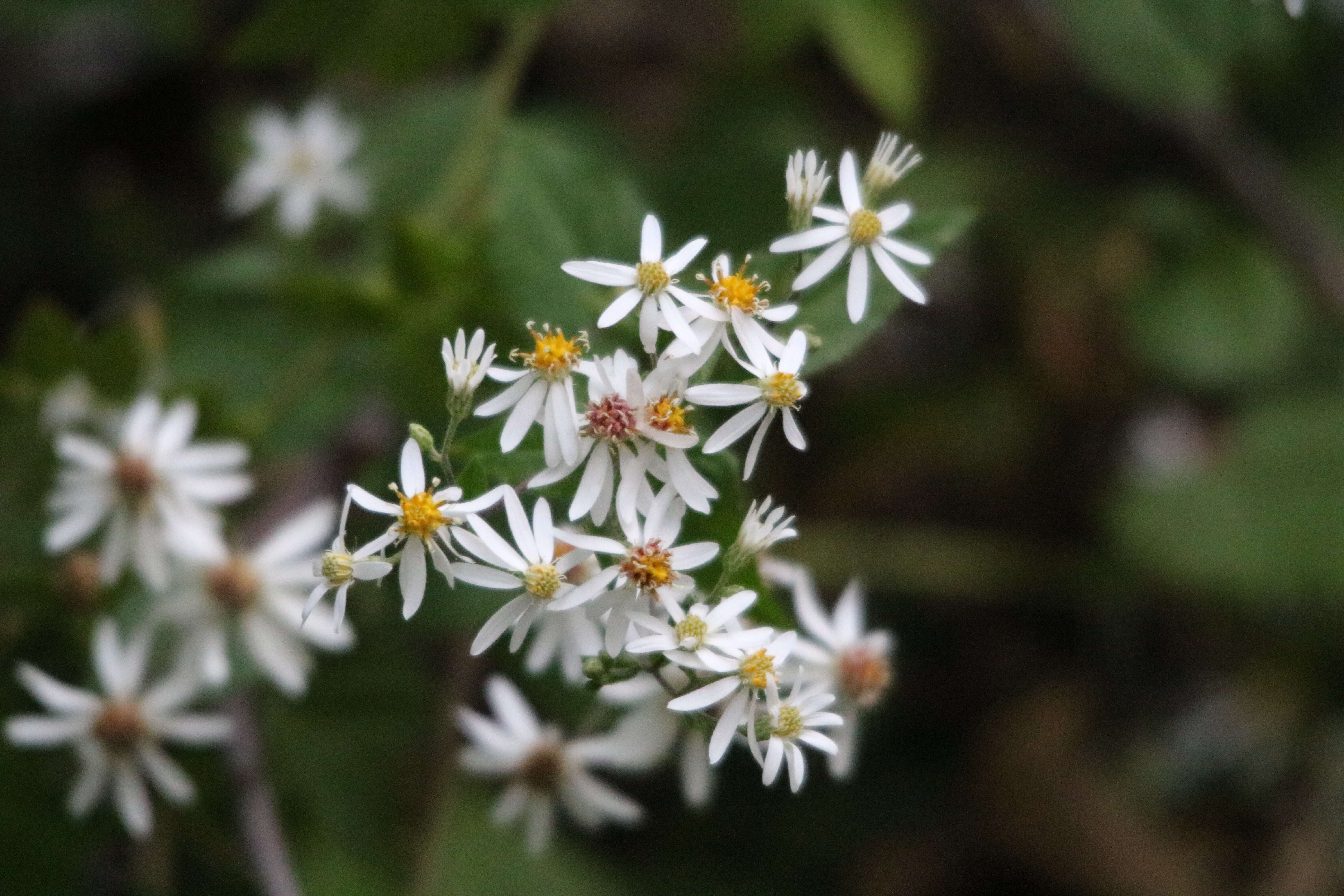 Image of white wood aster