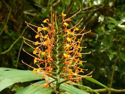 Image of Hedychium coccineum Buch.-Ham. ex Sm.