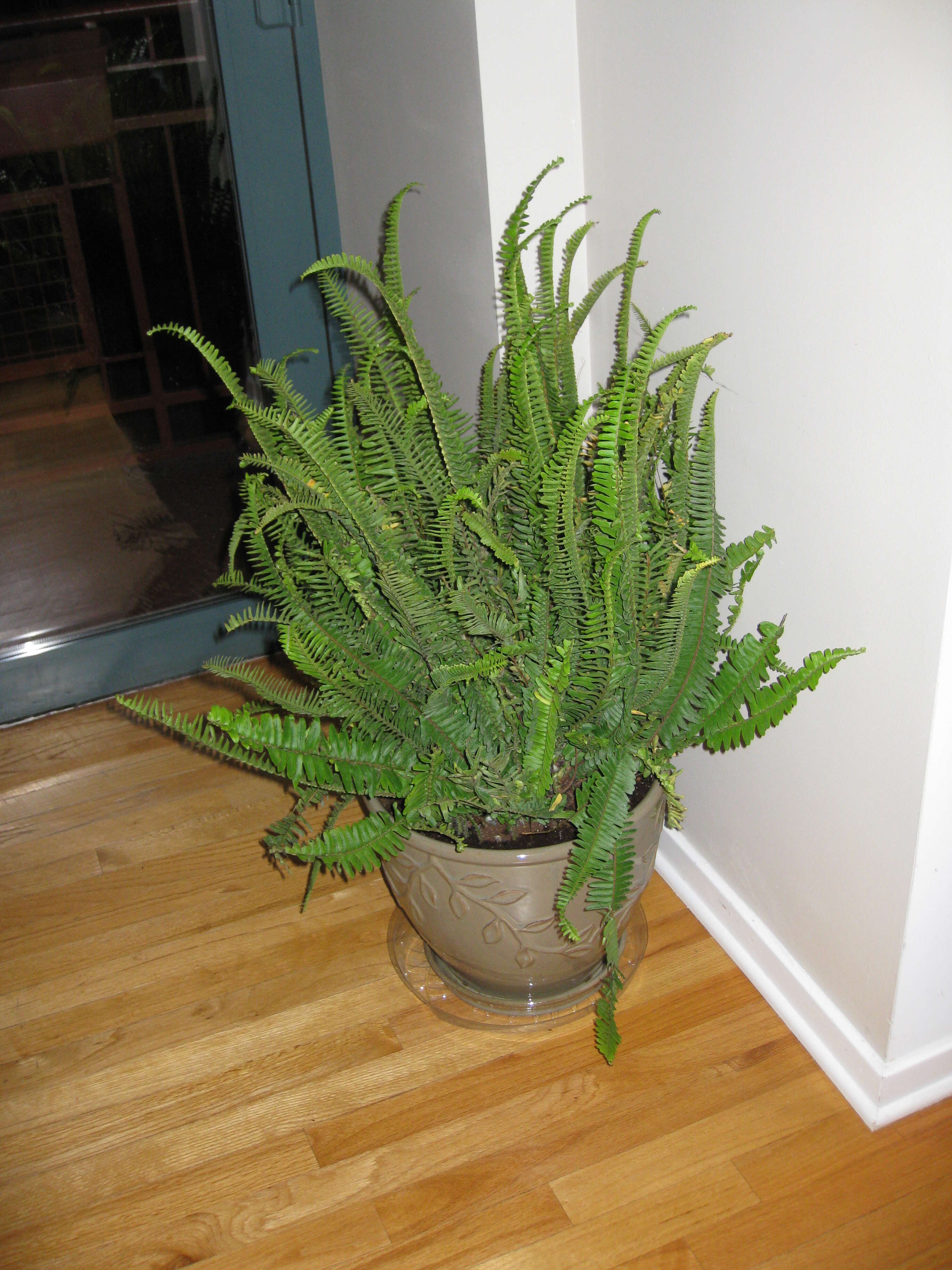 Image of Australian swordfern