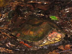 Image of Cane Turtle