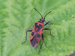 Image of black & red squash bug