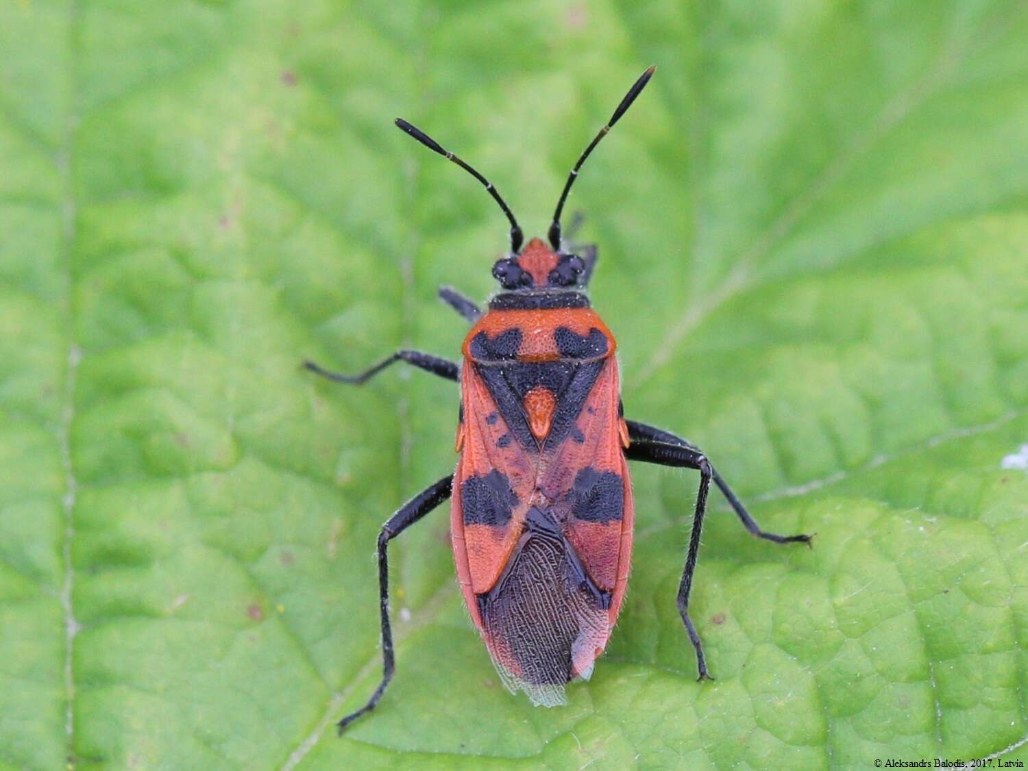 Image of black & red squash bug