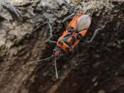 Image of black & red squash bug