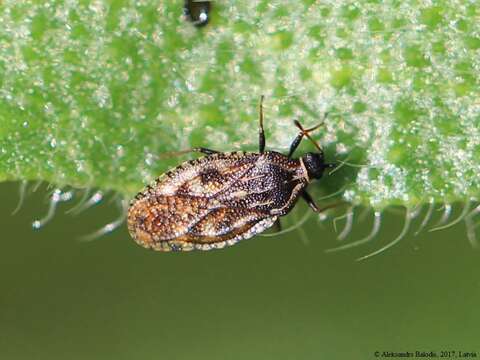 Image of Lace bug