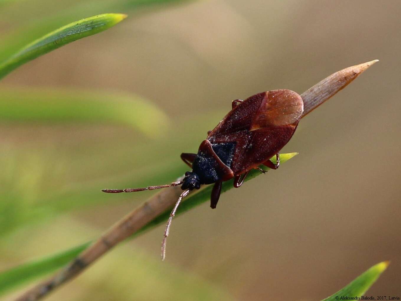 صورة Gastrodes (Gastrodes) grossipes De Geer 1773