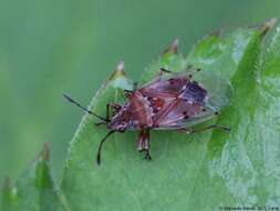 Image of Birch Catkin Bug