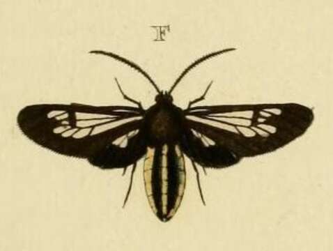 Sivun Autochloris almon Cramer 1779 kuva