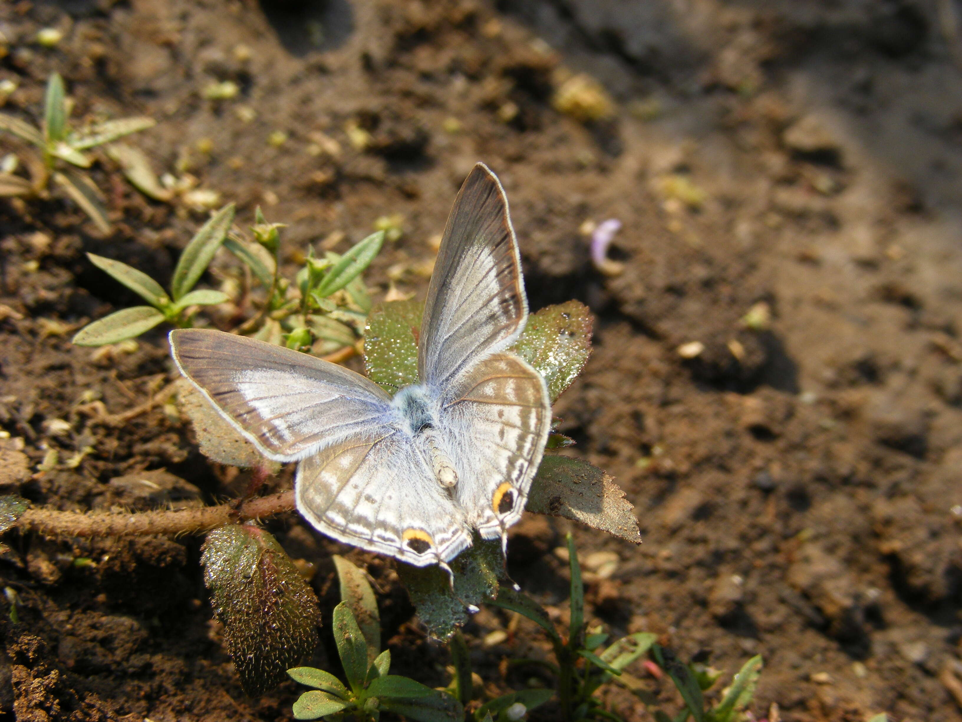 صورة Euchrysops cnejus (Fabricius 1798)