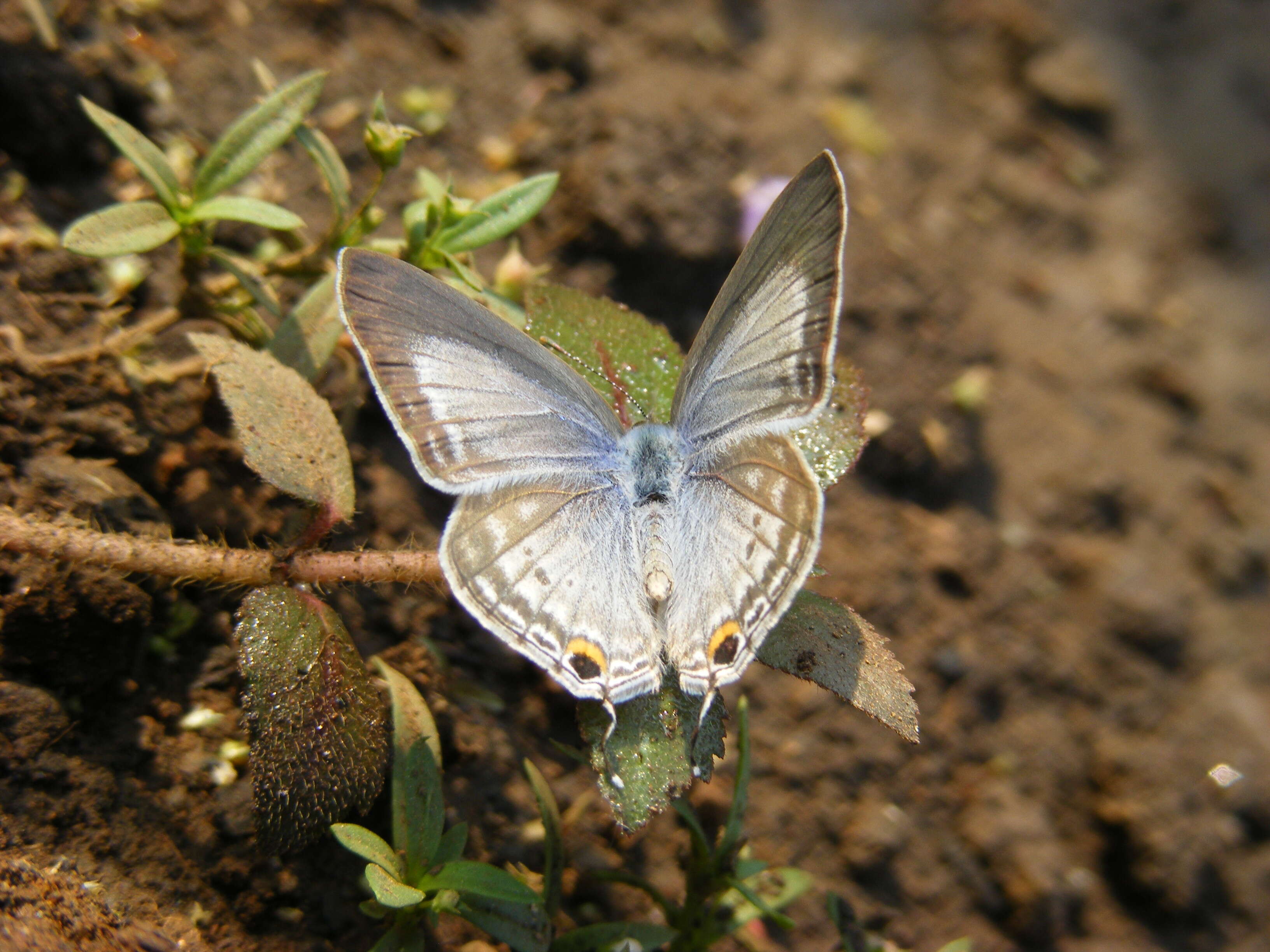 صورة Euchrysops cnejus (Fabricius 1798)