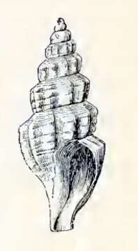 Image of Mangelia sculpturata (Dall 1887)