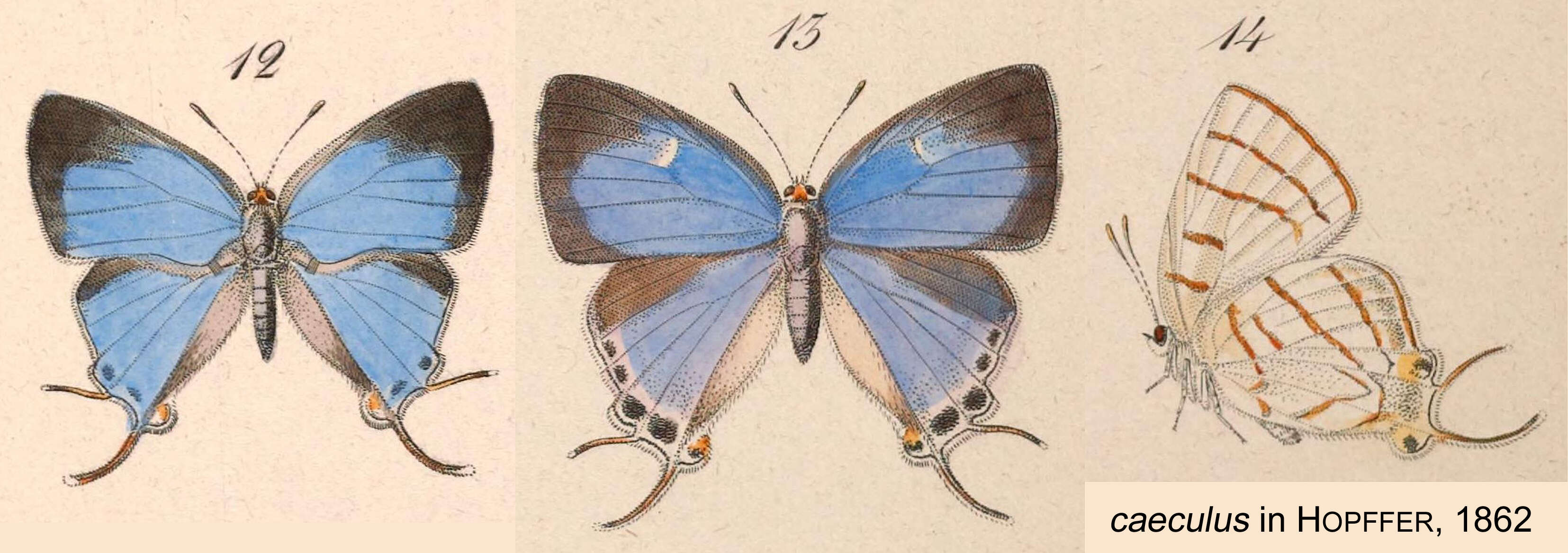 Imagem de Hemiolaus caeculus (Hopffer 1855)