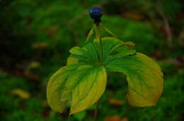 Image of herb Paris