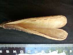 Image of Aspidosperma cylindrocarpon Müll. Arg.