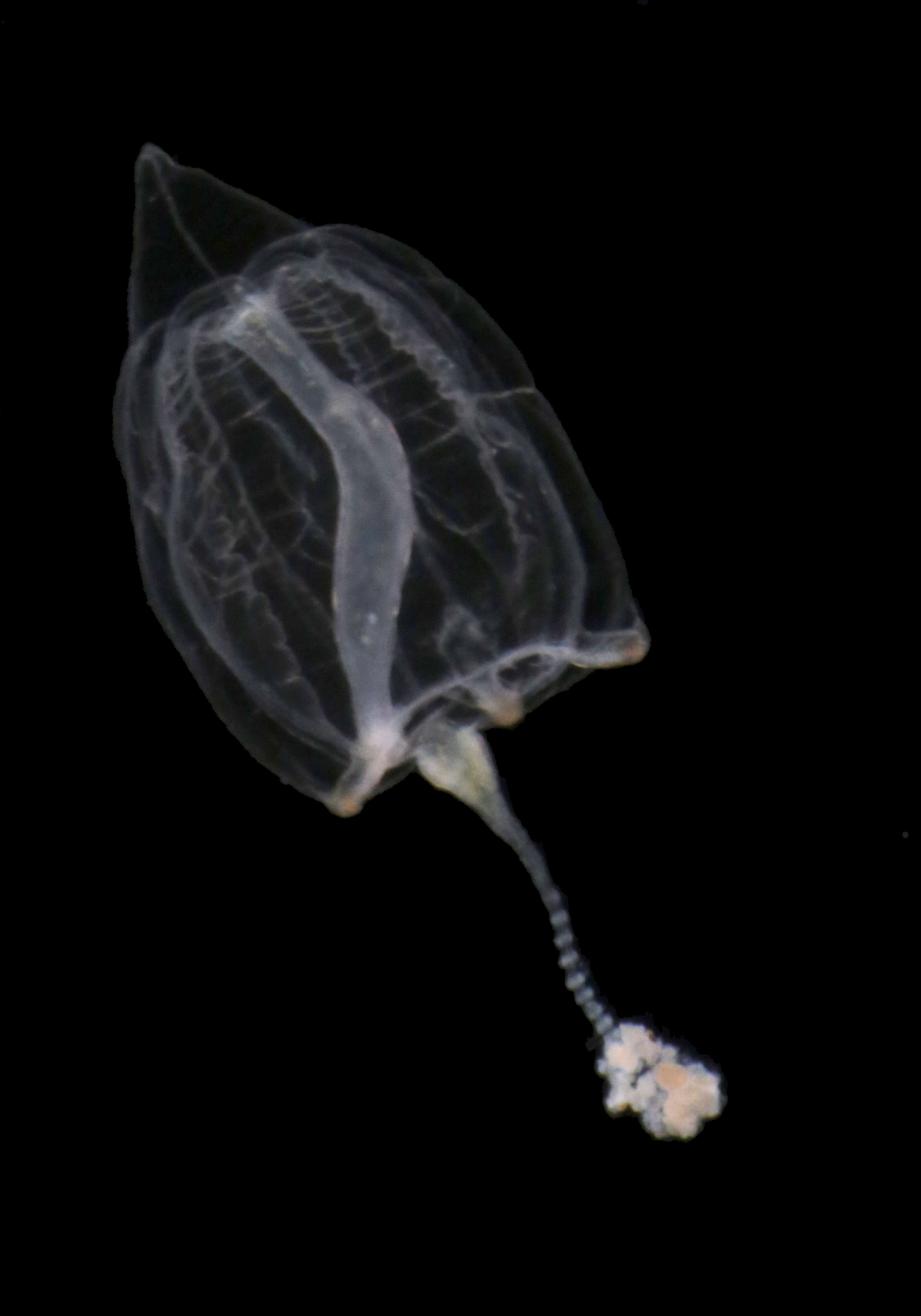 Image of nodding hydroid