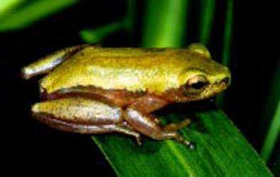 Image of Avoca Reed Frog