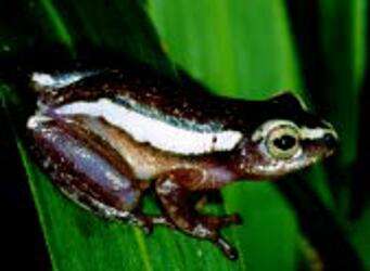 Image of Avoca Reed Frog