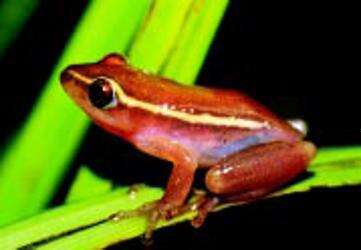 Image of Avoca Reed Frog