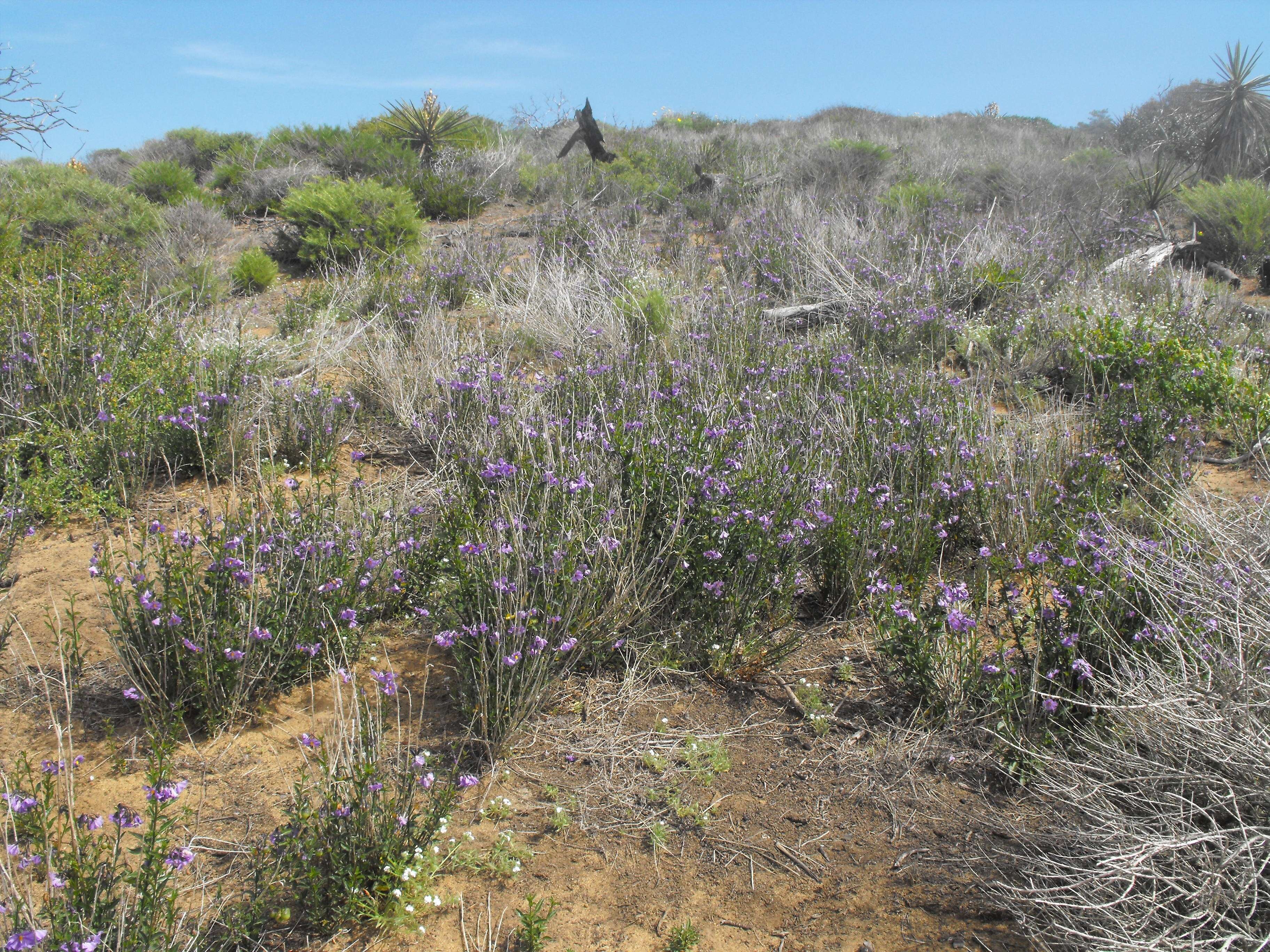 Image of Parish's nightshade