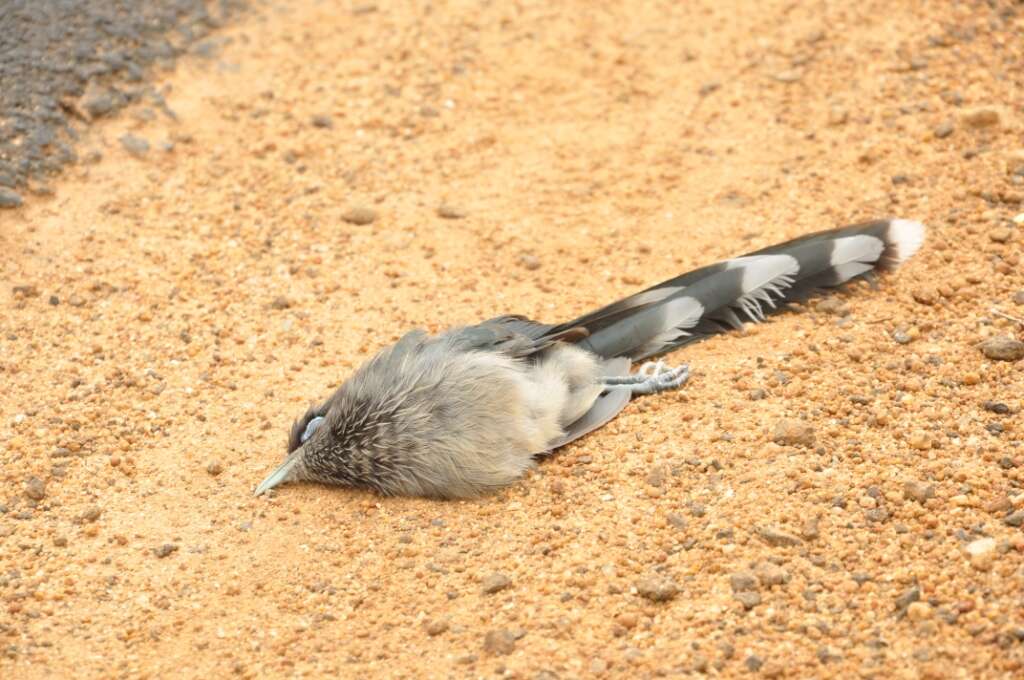 Plancia ëd Phaenicophaeus viridirostris (Jerdon 1840)