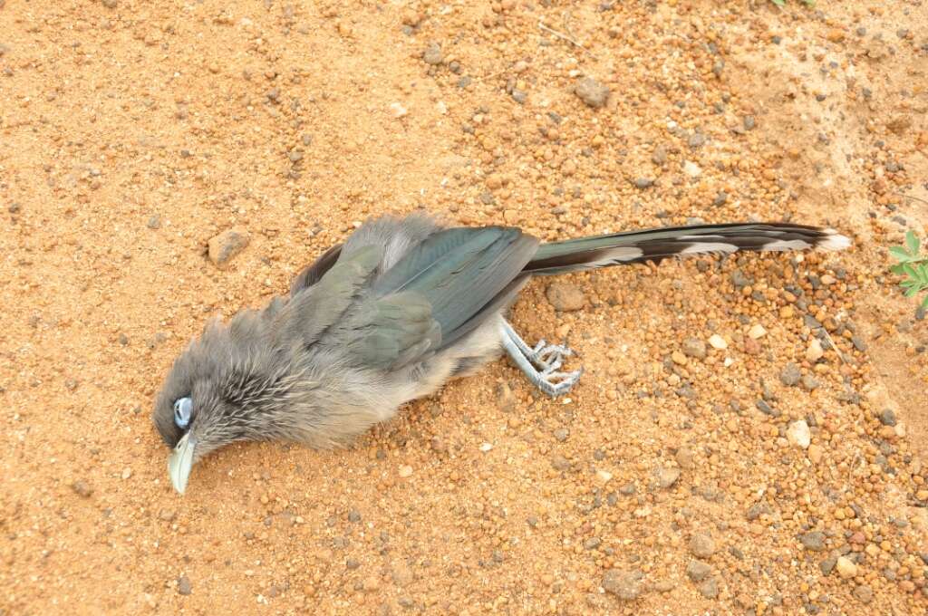 Image of Blue-faced Malkoha