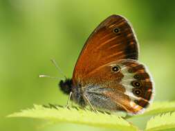 Sivun Coenonympha arcania Linnaeus 1761 kuva