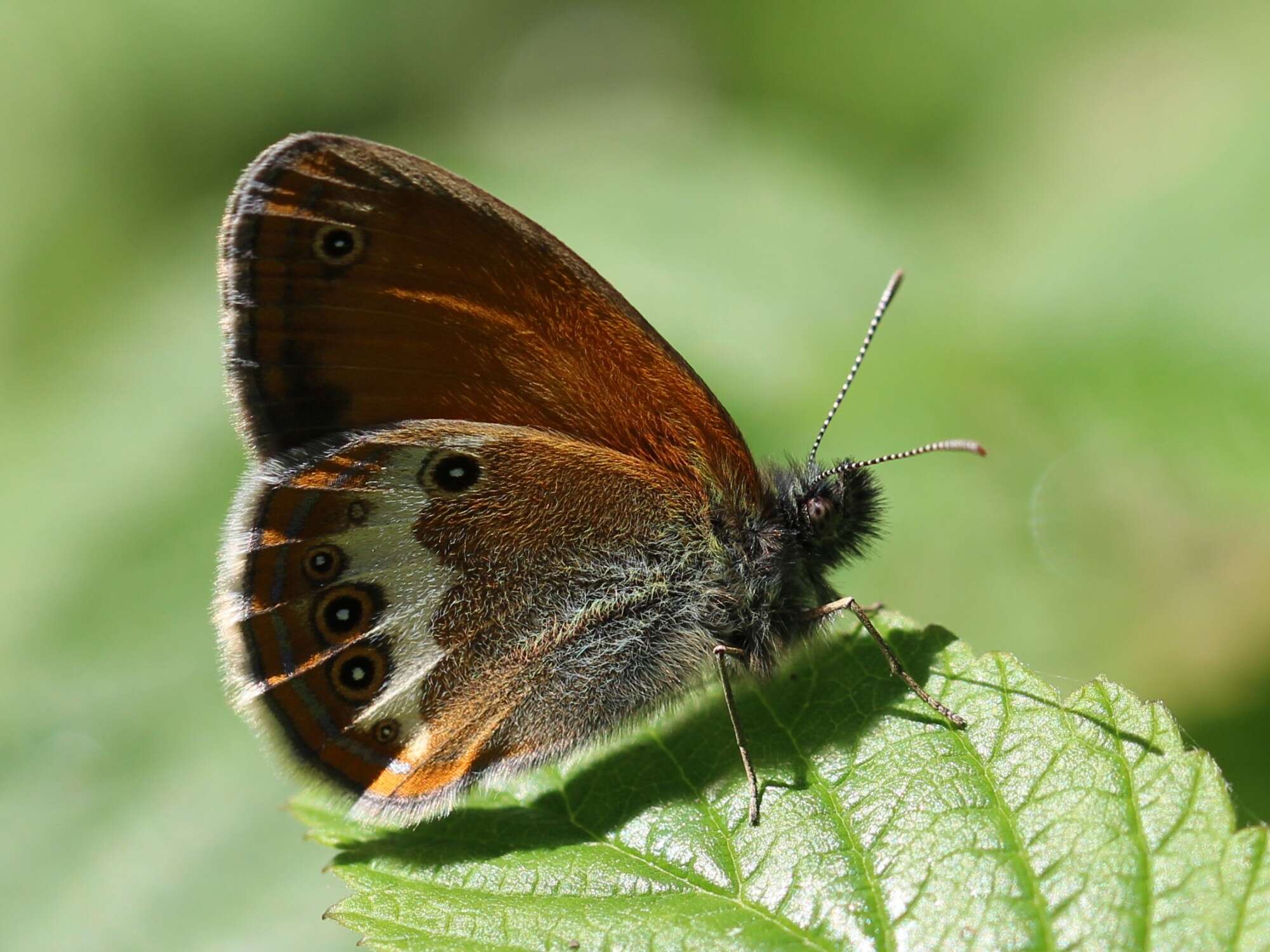 Coenonympha arcania Linnaeus 1761的圖片