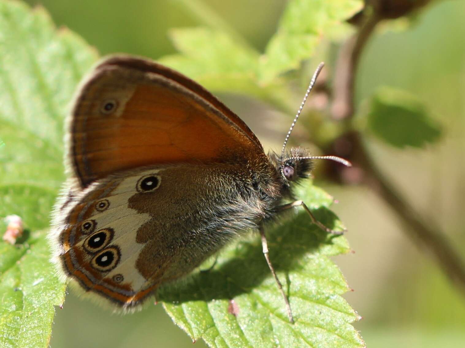 Sivun Coenonympha arcania Linnaeus 1761 kuva