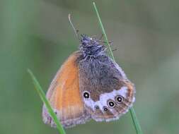 Image of pearly heath