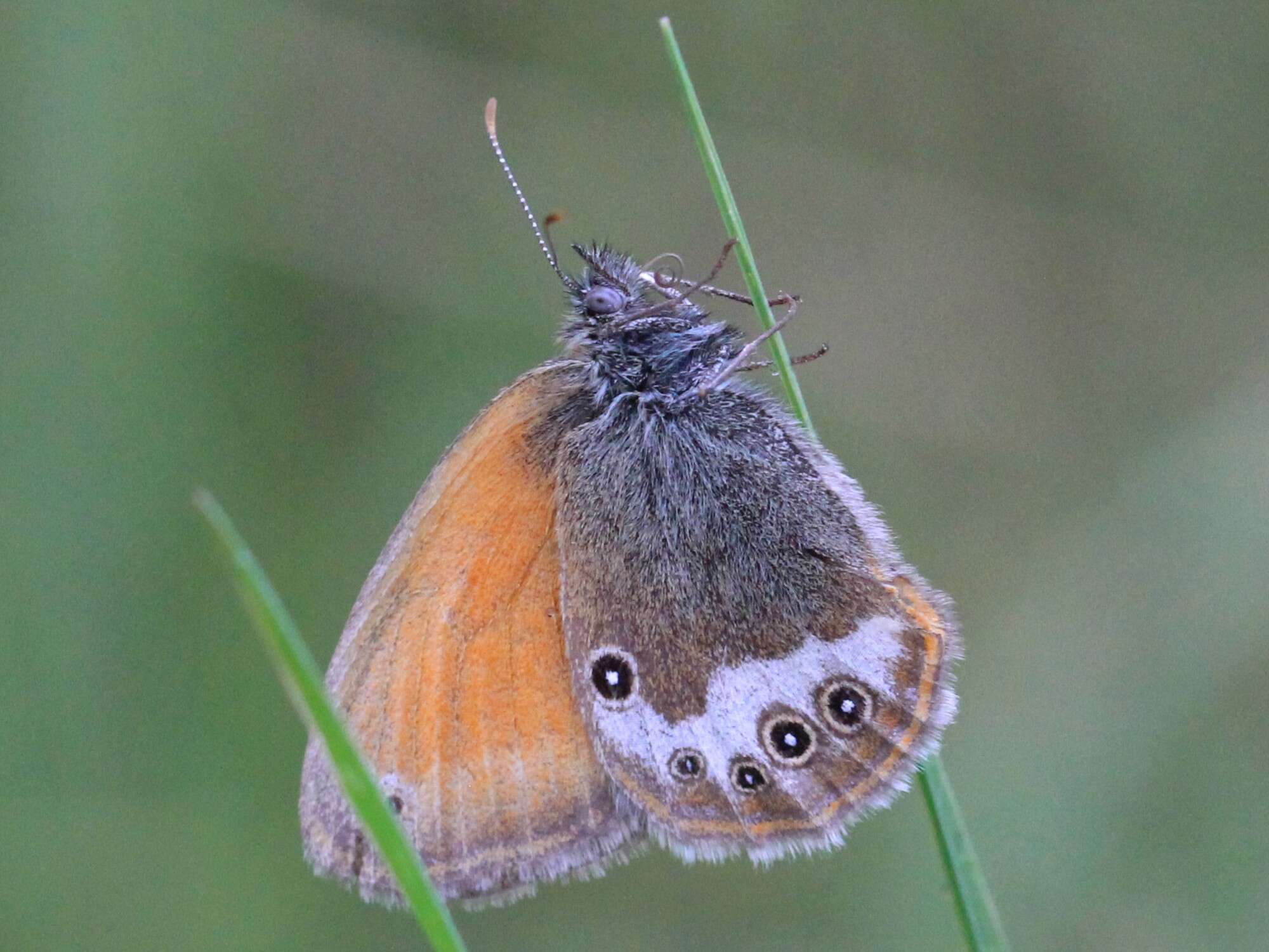 Sivun Coenonympha arcania Linnaeus 1761 kuva