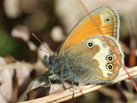 Image of pearly heath