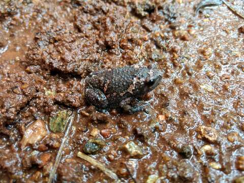 Image of Sri Lankan Bullfrog